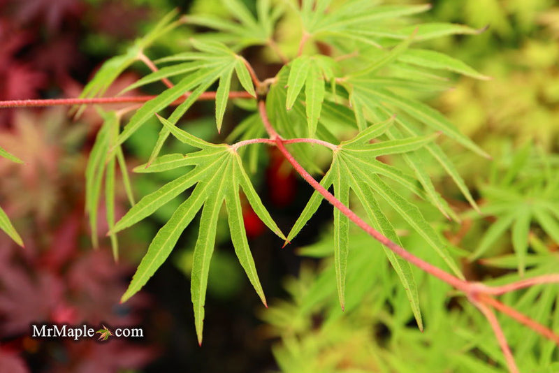- Acer sieboldianum 'Shoryu-no-tsume' Claw of the Dragon Full Moon Japanese Maple - Mr Maple │ Buy Japanese Maple Trees
