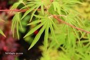 - Acer sieboldianum 'Shoryu-no-tsume' Claw of the Dragon Full Moon Japanese Maple - Mr Maple │ Buy Japanese Maple Trees
