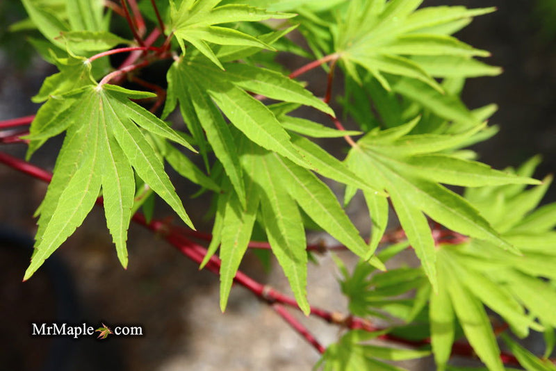 - Acer sieboldianum 'Shoryu-no-tsume' Claw of the Dragon Full Moon Japanese Maple - Mr Maple │ Buy Japanese Maple Trees