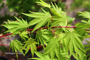 - Acer sieboldianum 'Shoryu-no-tsume' Claw of the Dragon Full Moon Japanese Maple - Mr Maple │ Buy Japanese Maple Trees
