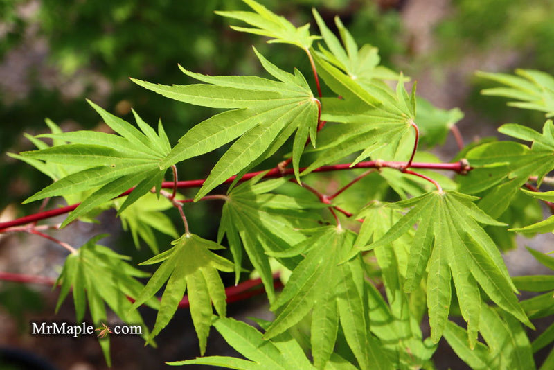 - Acer sieboldianum 'Shoryu-no-tsume' Claw of the Dragon Full Moon Japanese Maple - Mr Maple │ Buy Japanese Maple Trees