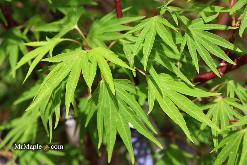 - Acer sieboldianum 'Shoryu-no-tsume' Claw of the Dragon Full Moon Japanese Maple - Mr Maple │ Buy Japanese Maple Trees