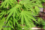 - Acer sieboldianum 'Shoryu-no-tsume' Claw of the Dragon Full Moon Japanese Maple - Mr Maple │ Buy Japanese Maple Trees