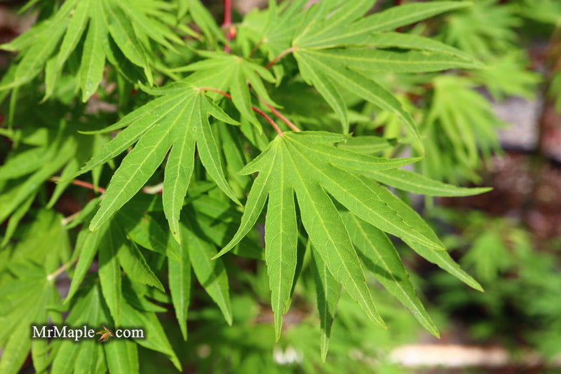 - Acer sieboldianum 'Shoryu-no-tsume' Claw of the Dragon Full Moon Japanese Maple - Mr Maple │ Buy Japanese Maple Trees