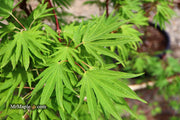 - Acer sieboldianum 'Shoryu-no-tsume' Claw of the Dragon Full Moon Japanese Maple - Mr Maple │ Buy Japanese Maple Trees