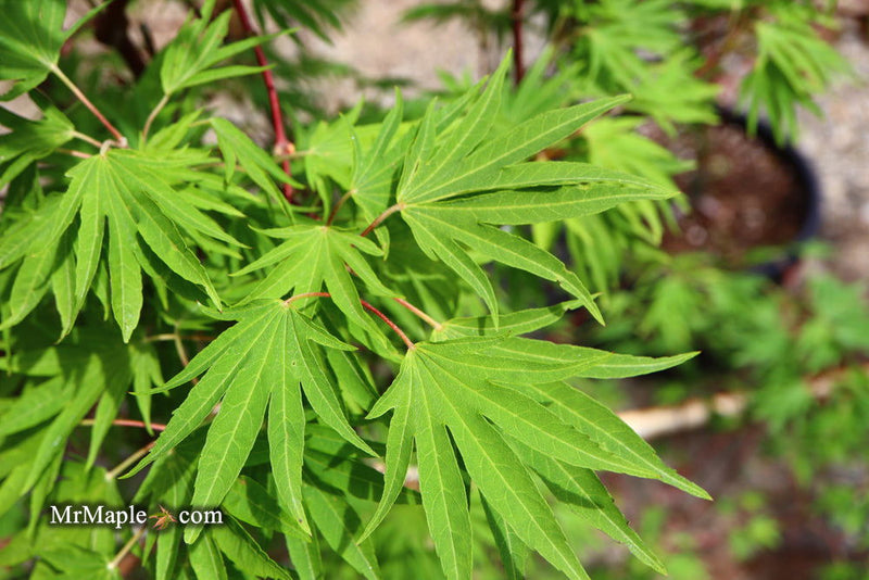 - Acer sieboldianum 'Shoryu-no-tsume' Claw of the Dragon Full Moon Japanese Maple - Mr Maple │ Buy Japanese Maple Trees