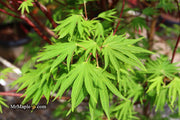 - Acer sieboldianum 'Shoryu-no-tsume' Claw of the Dragon Full Moon Japanese Maple - Mr Maple │ Buy Japanese Maple Trees