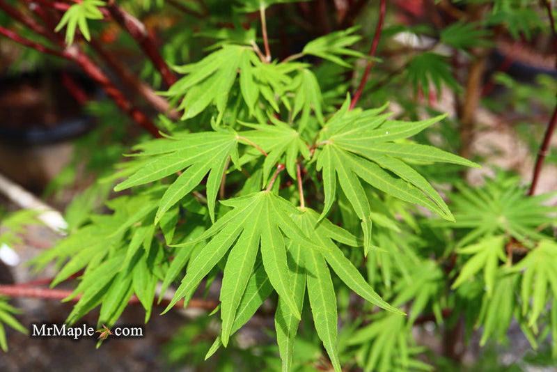 - Acer sieboldianum 'Shoryu-no-tsume' Claw of the Dragon Full Moon Japanese Maple - Mr Maple │ Buy Japanese Maple Trees