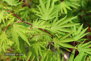 - Acer sieboldianum 'Shoryu-no-tsume' Claw of the Dragon Full Moon Japanese Maple - Mr Maple │ Buy Japanese Maple Trees