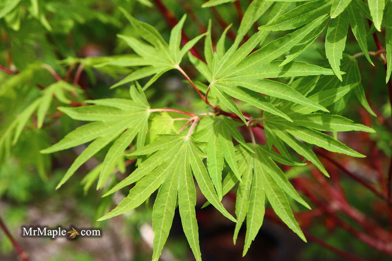 - Acer sieboldianum 'Shoryu-no-tsume' Claw of the Dragon Full Moon Japanese Maple - Mr Maple │ Buy Japanese Maple Trees