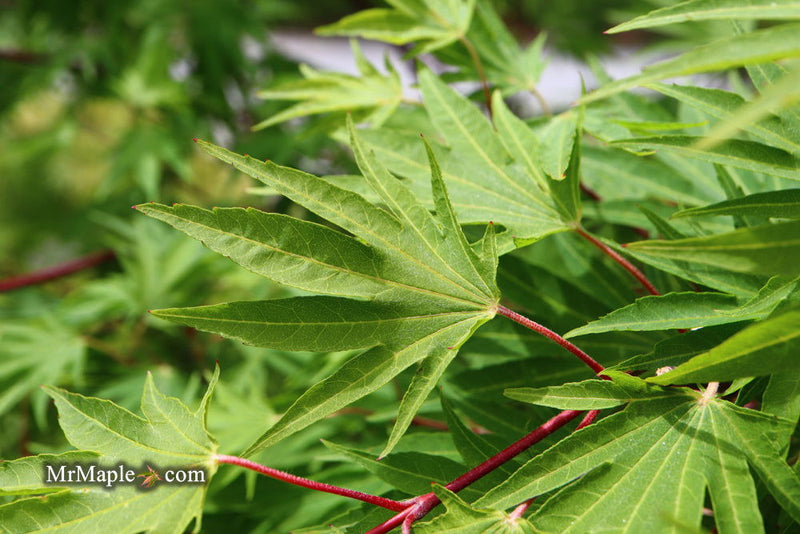 - Acer sieboldianum 'Shoryu-no-tsume' Claw of the Dragon Full Moon Japanese Maple - Mr Maple │ Buy Japanese Maple Trees