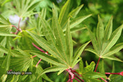 - Acer sieboldianum 'Shoryu-no-tsume' Claw of the Dragon Full Moon Japanese Maple - Mr Maple │ Buy Japanese Maple Trees