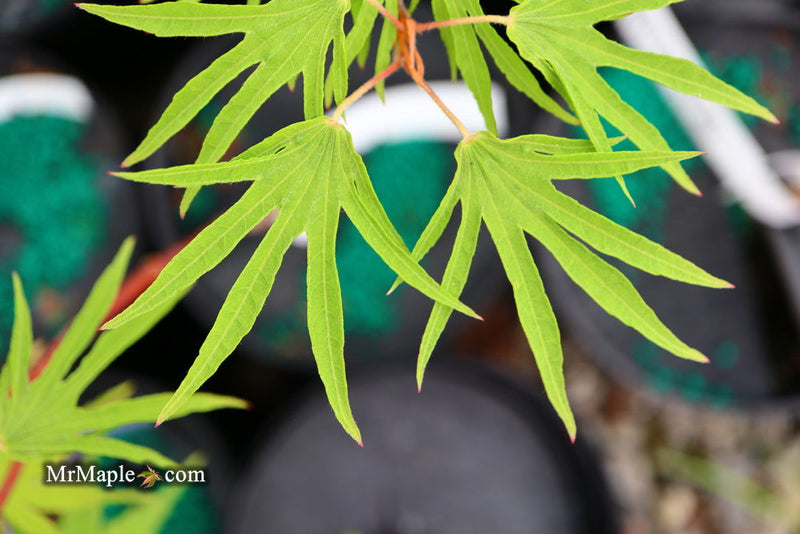 - Acer sieboldianum 'Shoryu-no-tsume' Claw of the Dragon Full Moon Japanese Maple - Mr Maple │ Buy Japanese Maple Trees