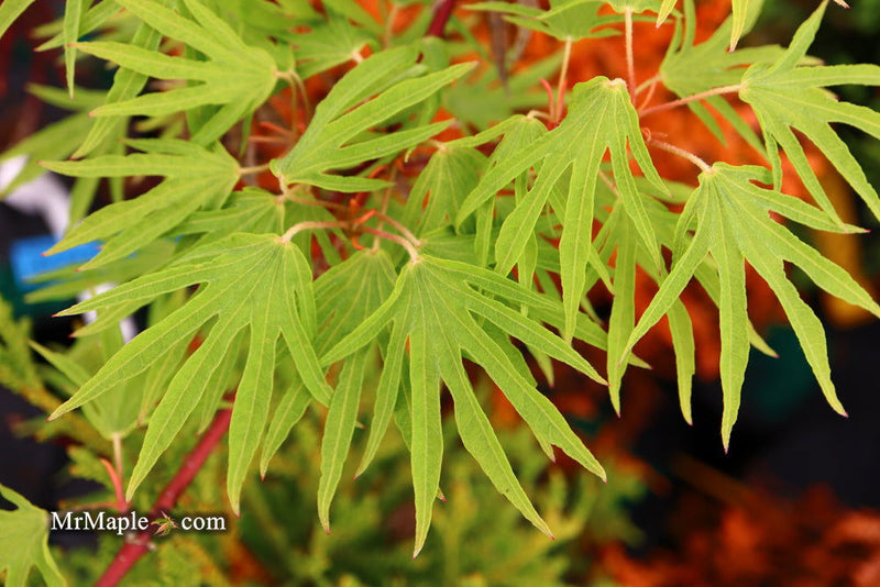- Acer sieboldianum 'Shoryu-no-tsume' Claw of the Dragon Full Moon Japanese Maple - Mr Maple │ Buy Japanese Maple Trees