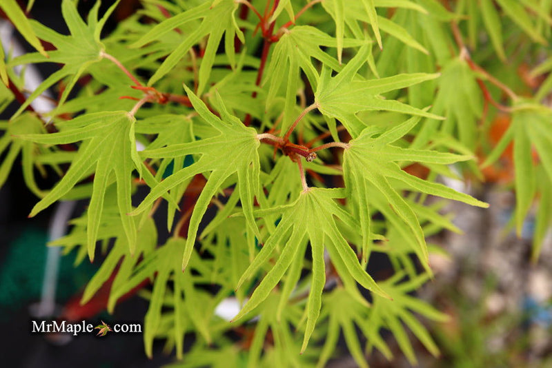 - Acer sieboldianum 'Shoryu-no-tsume' Claw of the Dragon Full Moon Japanese Maple - Mr Maple │ Buy Japanese Maple Trees
