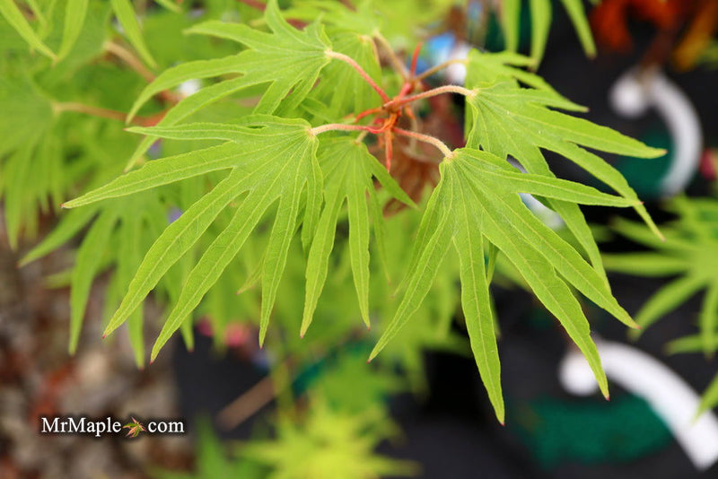 - Acer sieboldianum 'Shoryu-no-tsume' Claw of the Dragon Full Moon Japanese Maple - Mr Maple │ Buy Japanese Maple Trees