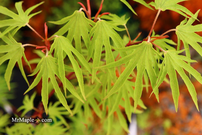 - Acer sieboldianum 'Shoryu-no-tsume' Claw of the Dragon Full Moon Japanese Maple - Mr Maple │ Buy Japanese Maple Trees