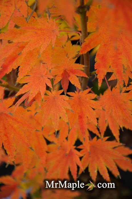 '- Acer sieboldianum 'Sode-no-uchi' Small Leaf Full Moon Japanese Maple - Mr Maple │ Buy Japanese Maple Trees