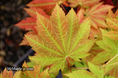 - Acer sieboldianum 'Yayoi gasa' Japanese Maple - Mr Maple │ Buy Japanese Maple Trees