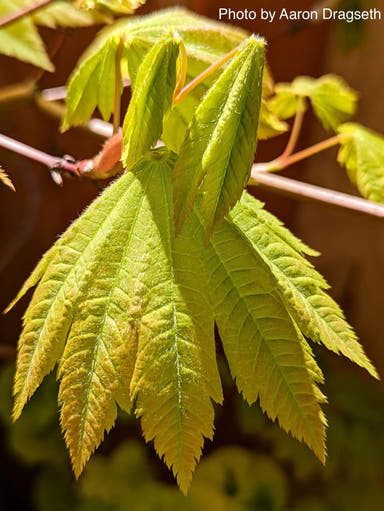 - Acer sieboldianum 'Yayoi gasa' Japanese Maple - Mr Maple │ Buy Japanese Maple Trees