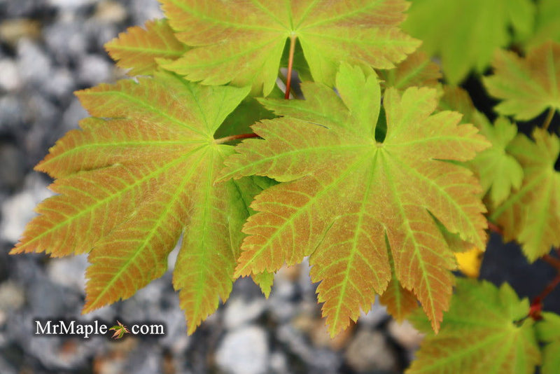 - Acer sieboldianum 'Yayoi gasa' Japanese Maple - Mr Maple │ Buy Japanese Maple Trees