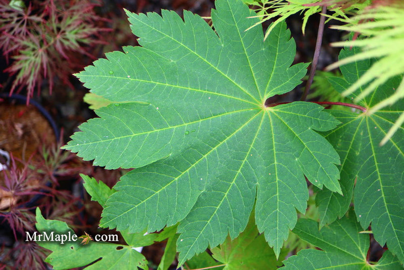 - Acer sieboldianum 'Yayoi gasa' Japanese Maple - Mr Maple │ Buy Japanese Maple Trees