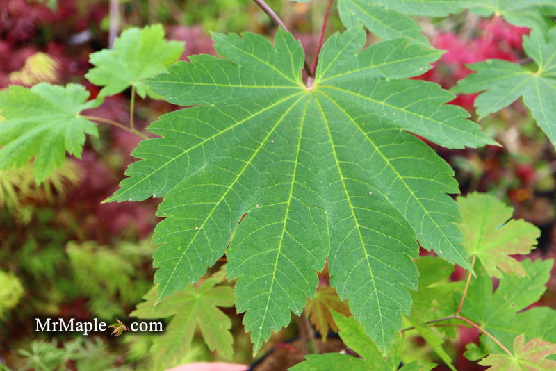 - Acer sieboldianum 'Yayoi gasa' Japanese Maple - Mr Maple │ Buy Japanese Maple Trees