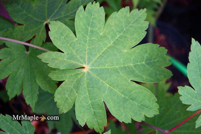 - Acer sieboldianum 'Yayoi gasa' Japanese Maple - Mr Maple │ Buy Japanese Maple Trees