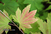 - Acer sieboldianum 'Yayoi gasa' Japanese Maple - Mr Maple │ Buy Japanese Maple Trees