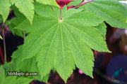 - Acer sieboldianum 'Yayoi gasa' Japanese Maple - Mr Maple │ Buy Japanese Maple Trees