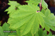 - Acer sieboldianum 'Yayoi gasa' Japanese Maple - Mr Maple │ Buy Japanese Maple Trees