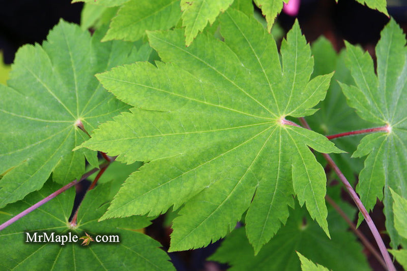 - Acer sieboldianum 'Yayoi gasa' Japanese Maple - Mr Maple │ Buy Japanese Maple Trees