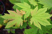 - Acer sieboldianum 'Yayoi gasa' Japanese Maple - Mr Maple │ Buy Japanese Maple Trees