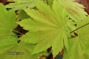 - Acer sieboldianum 'Yayoi gasa' Japanese Maple - Mr Maple │ Buy Japanese Maple Trees