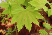- Acer sieboldianum 'Yayoi gasa' Japanese Maple - Mr Maple │ Buy Japanese Maple Trees