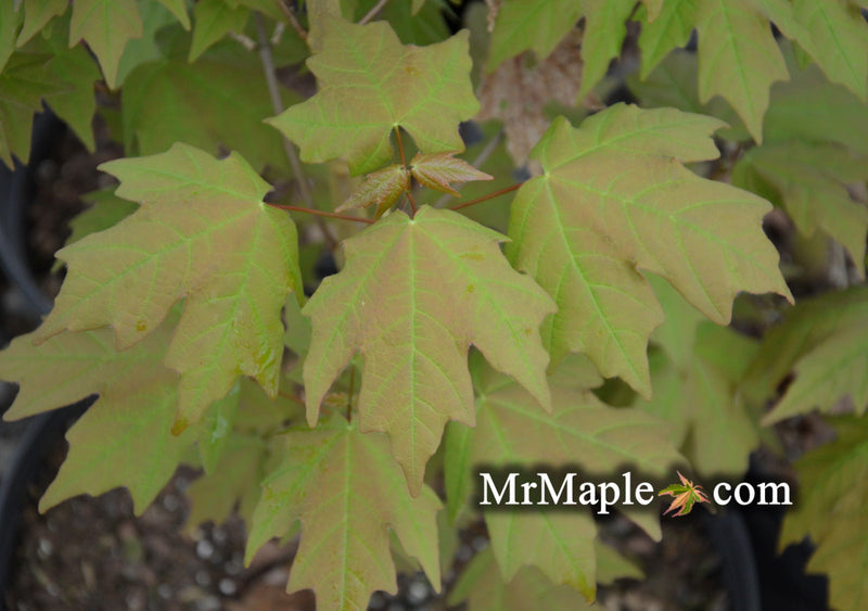 - Acer skutchii - Rare Mexican Cloud Forest Sugar Maple - Mr Maple │ Buy Japanese Maple Trees