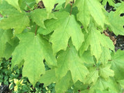 - Acer skutchii - Rare Mexican Cloud Forest Sugar Maple - Mr Maple │ Buy Japanese Maple Trees