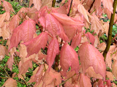 - Acer skutchii 'Tequila Sunrise' Pink Mexican Sugar Maple - Mr Maple │ Buy Japanese Maple Trees