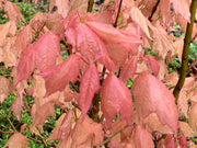 - Acer skutchii 'Tequila Sunrise' Pink Mexican Sugar Maple - Mr Maple │ Buy Japanese Maple Trees