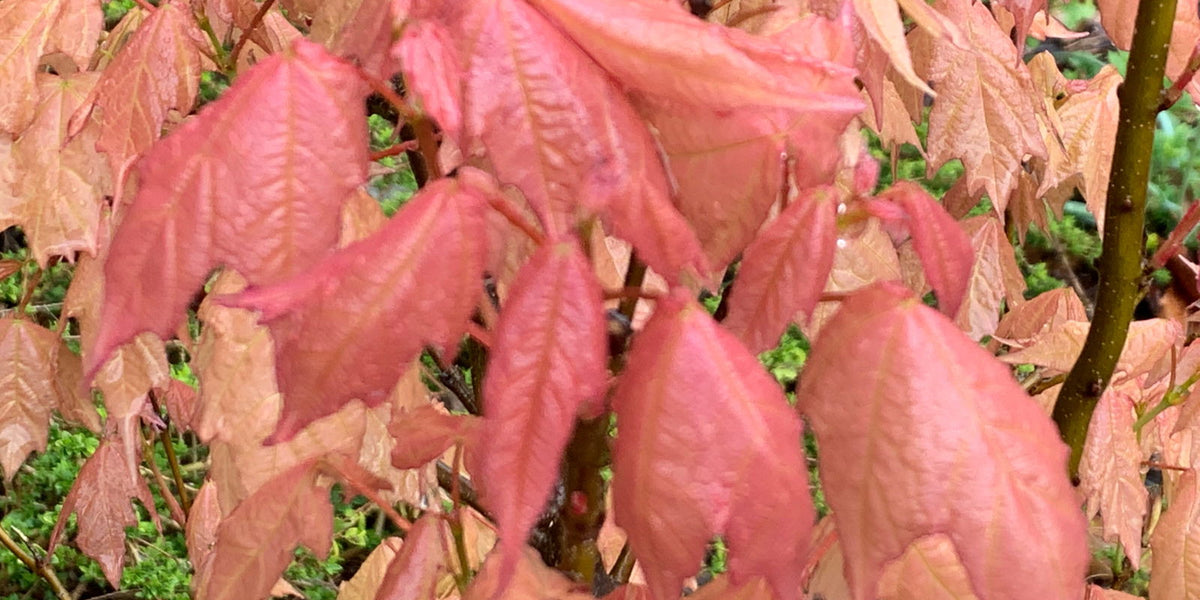 Acer_skutchii_Tequila_Sunrise_