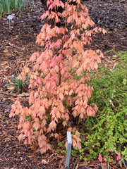 - Acer skutchii 'Tequila Sunrise' Pink Mexican Sugar Maple - Mr Maple │ Buy Japanese Maple Trees