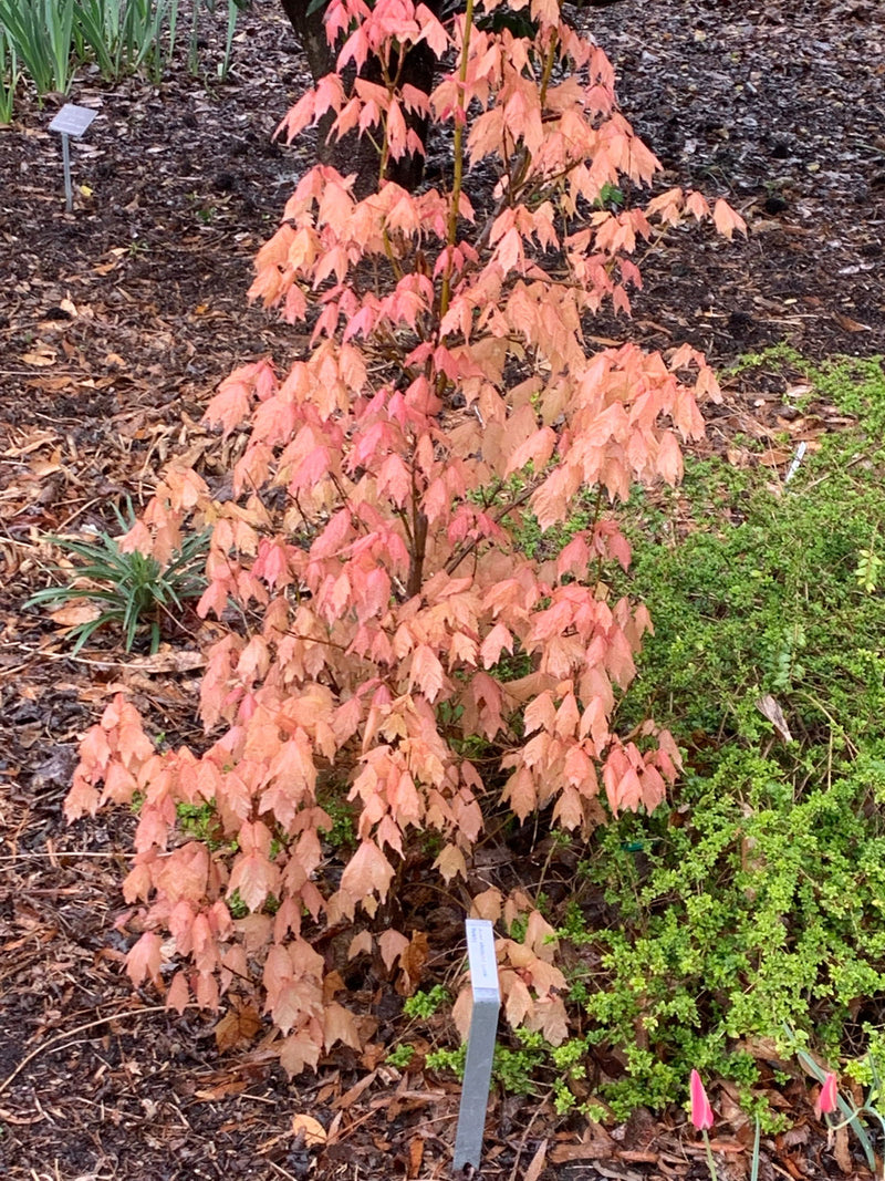 - Acer skutchii 'Tequila Sunrise' Pink Mexican Sugar Maple - Mr Maple │ Buy Japanese Maple Trees