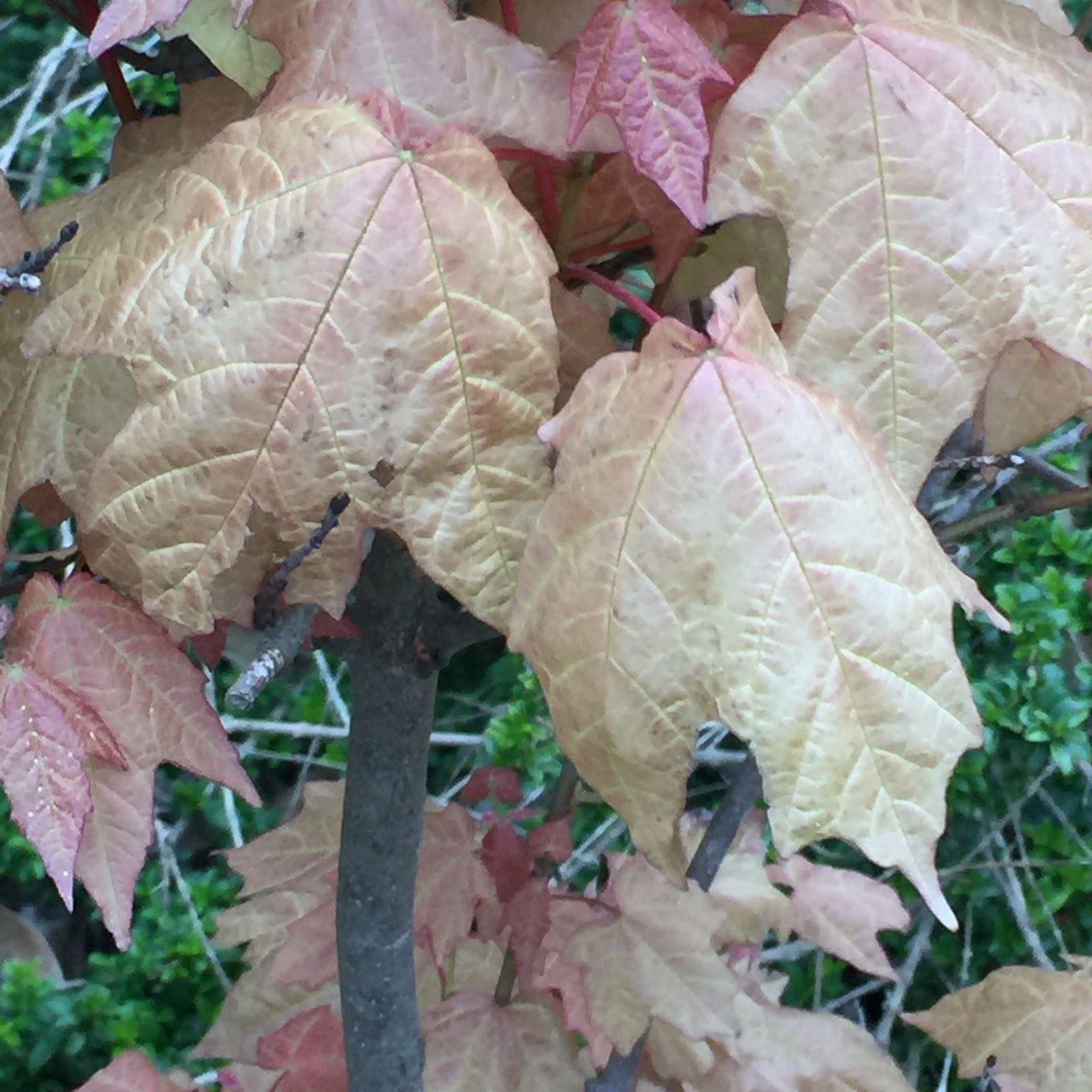 Buy Acer skutchii 'Tequila Sunrise' Pink Mexican Sugar Maple — Mr