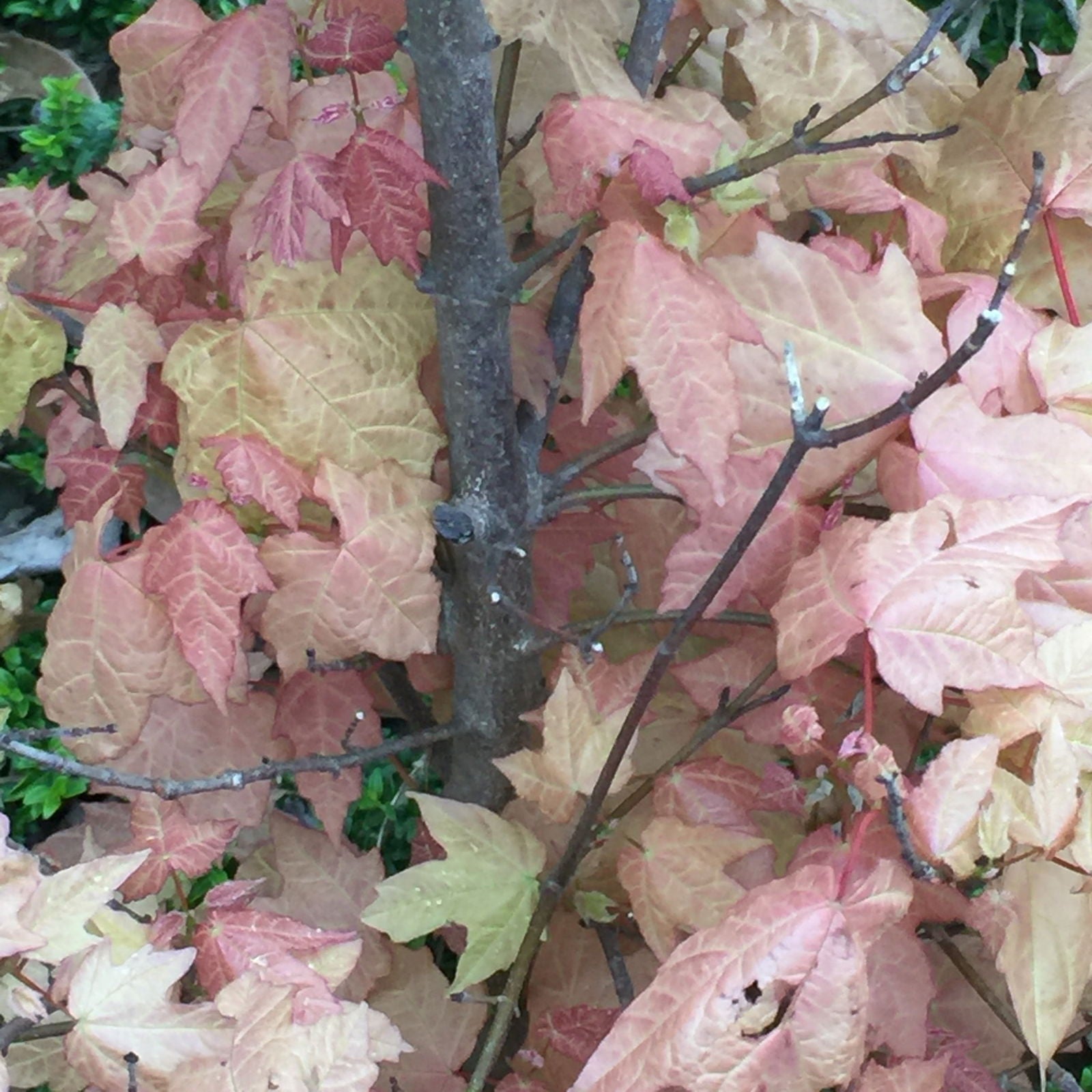 Buy Acer skutchii 'Tequila Sunrise' Pink Mexican Sugar Maple — Mr