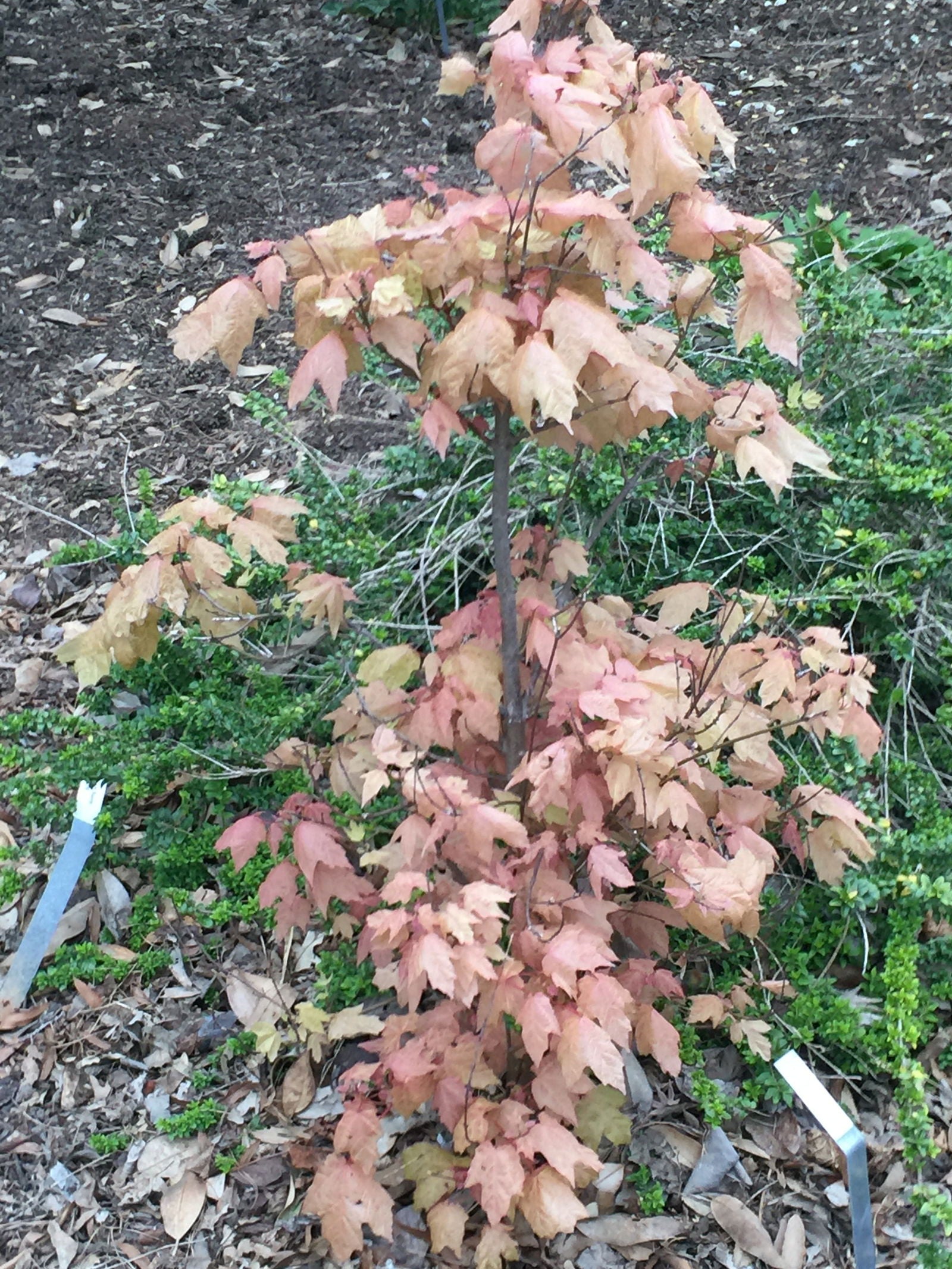 Buy Acer skutchii 'Tequila Sunrise' Pink Mexican Sugar Maple — Mr