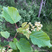 - Acer tataricum ‘GarAnn’ Hot Wings Tatarian Maple - Mr Maple │ Buy Japanese Maple Trees
