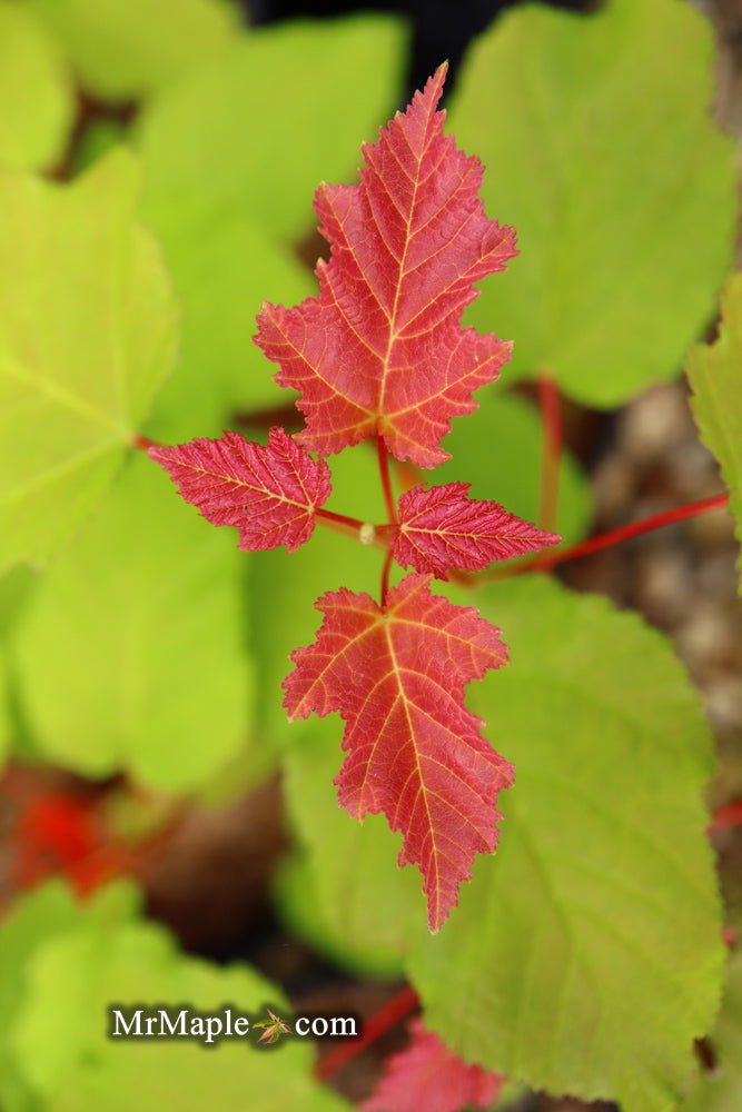 - Acer tataricum ‘GarAnn’ Hot Wings Tatarian Maple - Mr Maple │ Buy Japanese Maple Trees