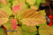 - Acer tataricum ‘GarAnn’ Hot Wings Tatarian Maple - Mr Maple │ Buy Japanese Maple Trees