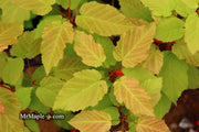 - Acer tataricum ‘GarAnn’ Hot Wings Tatarian Maple - Mr Maple │ Buy Japanese Maple Trees
