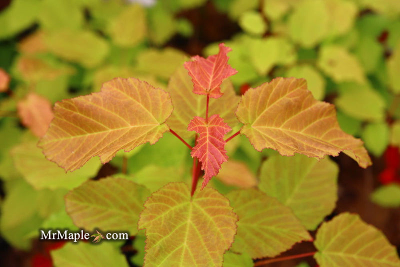 - Acer tataricum ‘GarAnn’ Hot Wings Tatarian Maple - Mr Maple │ Buy Japanese Maple Trees